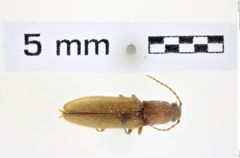 Foto (Dorsalansicht) von Athous mingrelicus (NHMW-ZOO-COL-0008472)